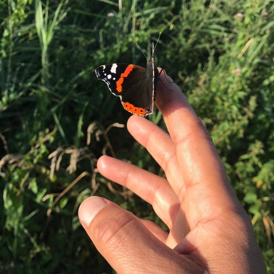 Vlinder op een hand
