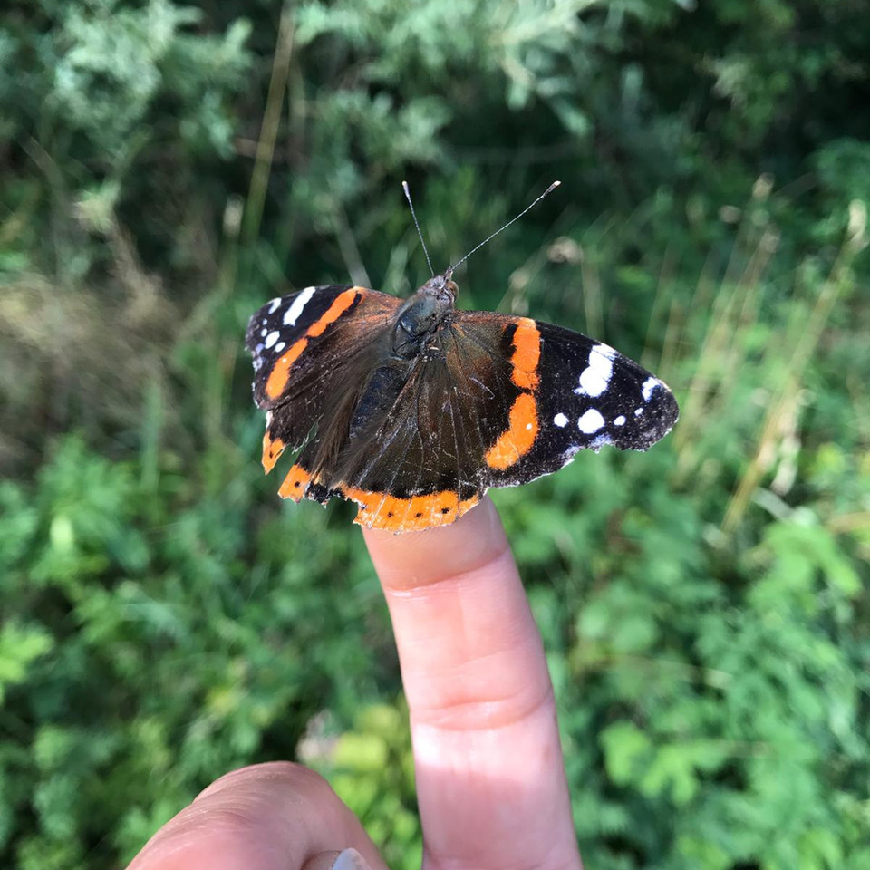 Vlinder close-up