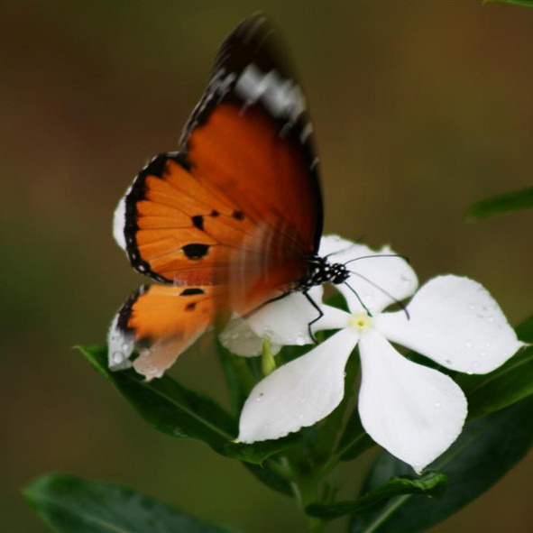 Oranje vlinder op bloem